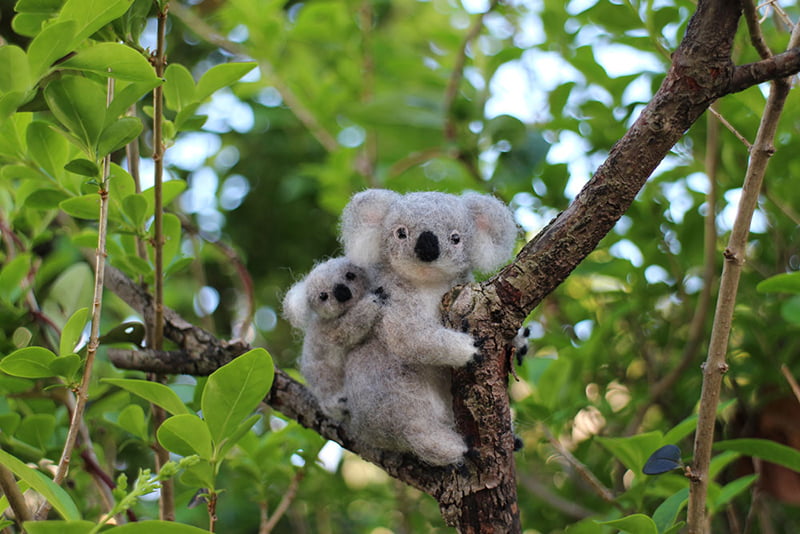 Koala Parent and Child